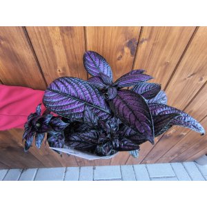 Perzský štít (Strobilanthes dyerianus) ‘METALLICA’ - výška 15-20 cm,⌀ 20-30 cm, kont. C1L
